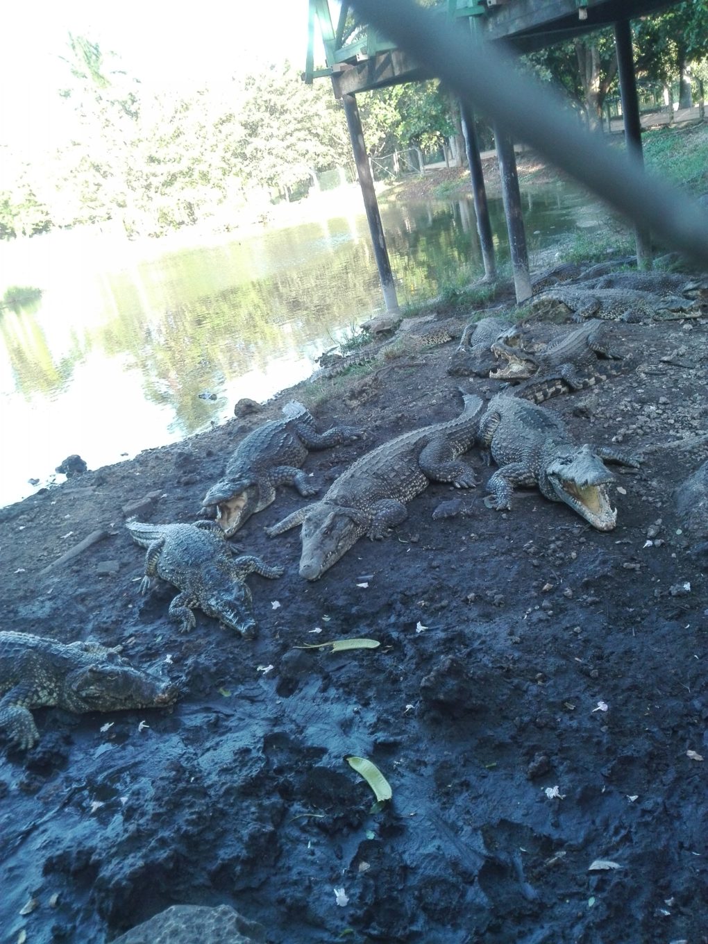 Tour natura GIORNATA CARAIBICA visita allevamento coccodrilli